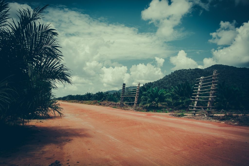 Hutan Kalimantan